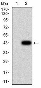 RAD21 Antibody