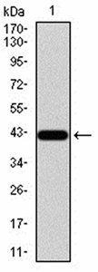 RAD23A Antibody