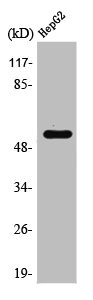 RAD23B Antibody