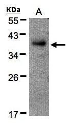 Importin 7 antibody