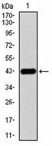 RAD52 Antibody