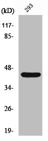 RAD52 antibody