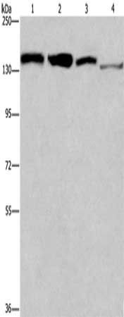 RAD54L2 Antibody