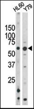 RAD9 (phospho-Ser328) antibody