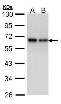 RAD9 checkpoint clamp component A Antibody