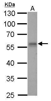 RAD9 checkpoint clamp component A Antibody