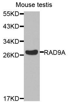 RAD9A antibody