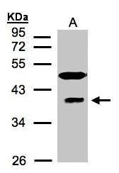 RAE1 antibody [C3], C-term