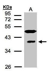 RAE1 antibody