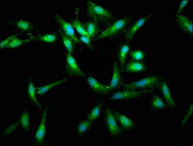 RAF1 Antibody