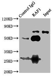 RAF1 Antibody