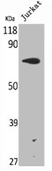 RAF1 Antibody