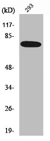 RAF1 Antibody