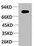 RAF1 Antibody