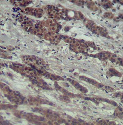 Raf1 (Ab-338) Antibody