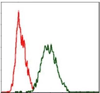 RAF1 Antibody