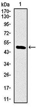 RAF1 Antibody