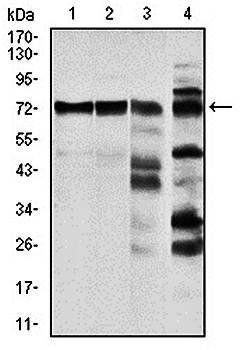 RAF1 Antibody