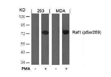 Raf1 (Phospho-Ser259) Antibody