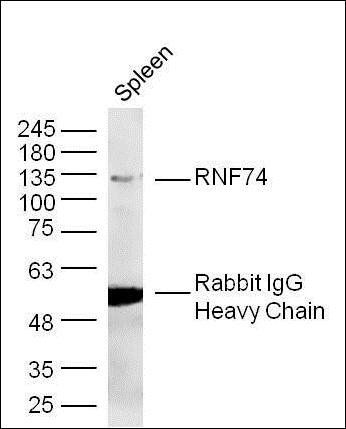 RAG1 antibody