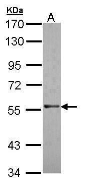 RAG2 antibody