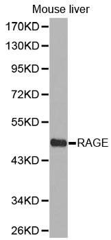 RAGE antibody