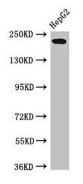 RAI1 antibody