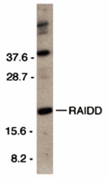 RAIDD Rabbit Polyclonal Antibody