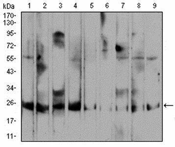 RALA Antibody