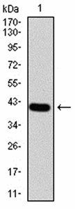 RALA Antibody