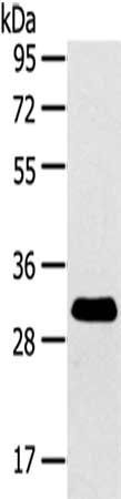 RALA antibody