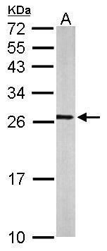 RAS like proto-oncogene A Antibody