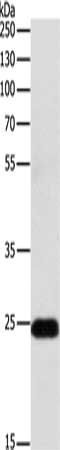 RALB antibody