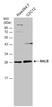 RALB antibody [N1C3]
