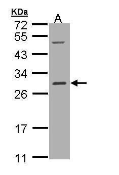 RALB antibody [N1C3]