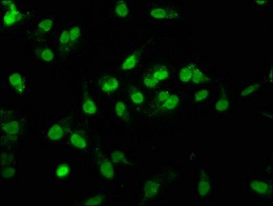 RALY Antibody