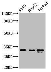 RALY antibody