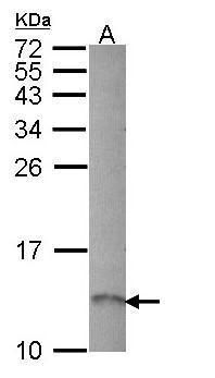 RAMP1 antibody