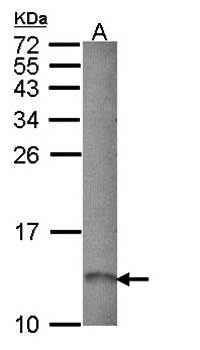 RAMP1 antibody
