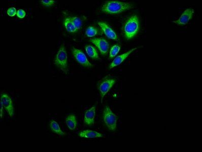 RAMP2 Antibody