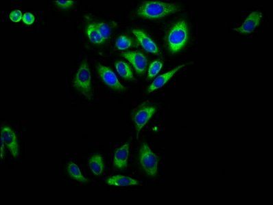 RAMP2 antibody