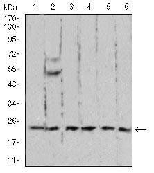 RAN Antibody