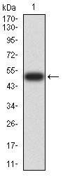 RAN Antibody