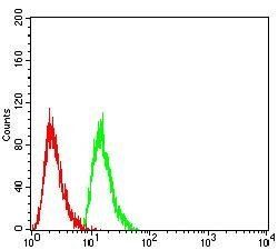 RAN Antibody