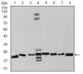 RAN Antibody