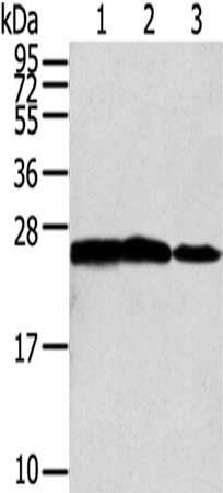 RAN Antibody
