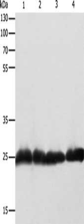 RAN Antibody