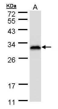 RanBP1 antibody [N1C3]