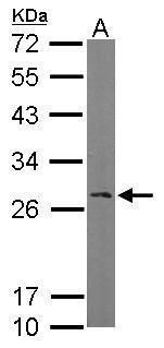 RanBP1 antibody [N1C3]