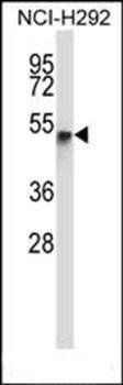 RANBP3L antibody